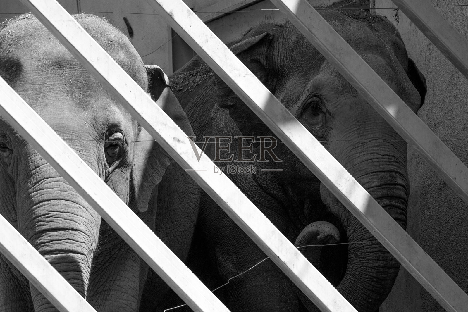 两只成年亚洲象被关在笼子里照片摄影图片