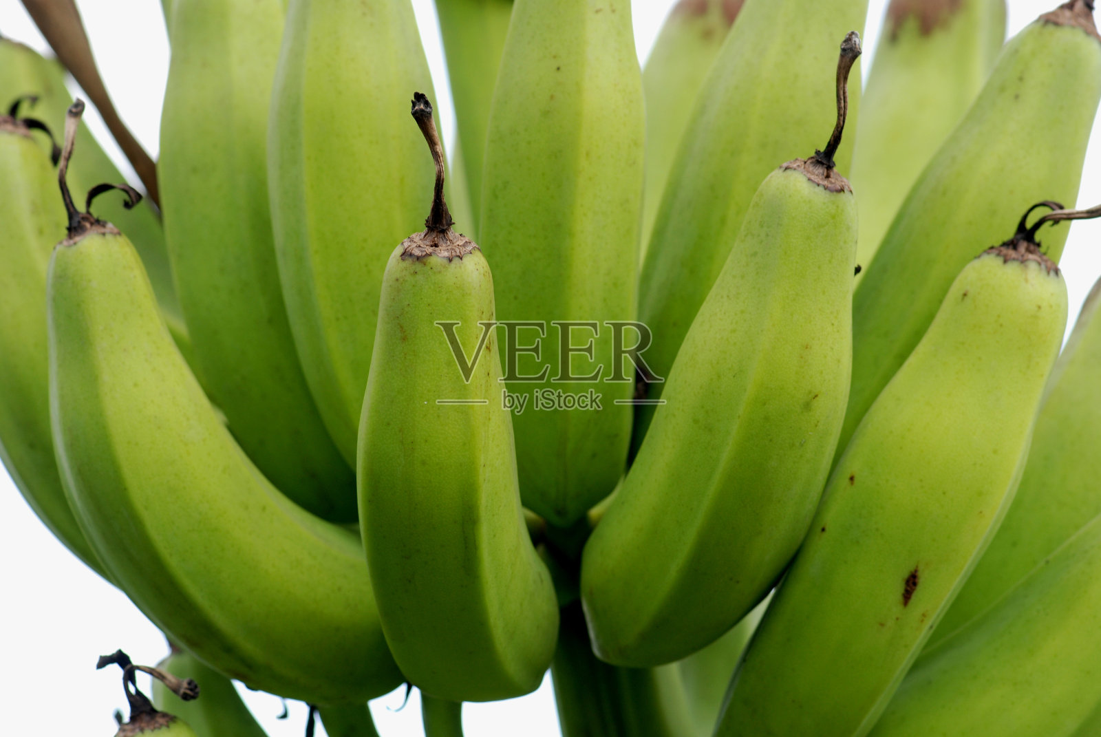 绿色香蕉照片摄影图片