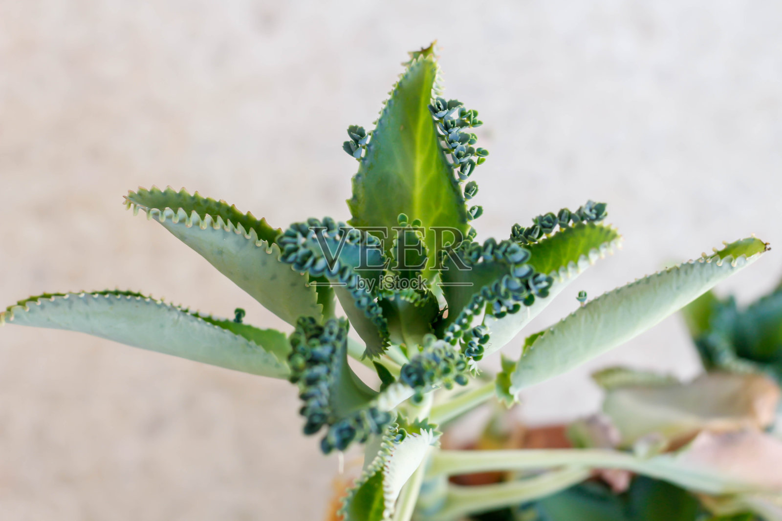 布赖菲勒姆针纳图姆照片摄影图片