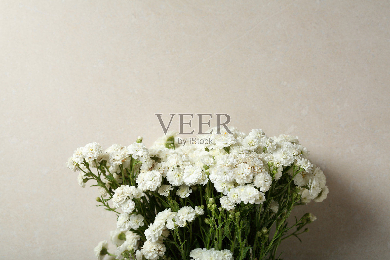 混凝土上的白色小花照片摄影图片