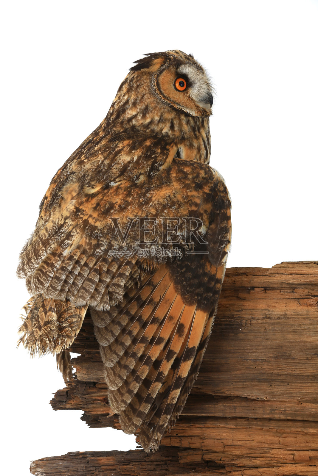 猫头鹰照片摄影图片