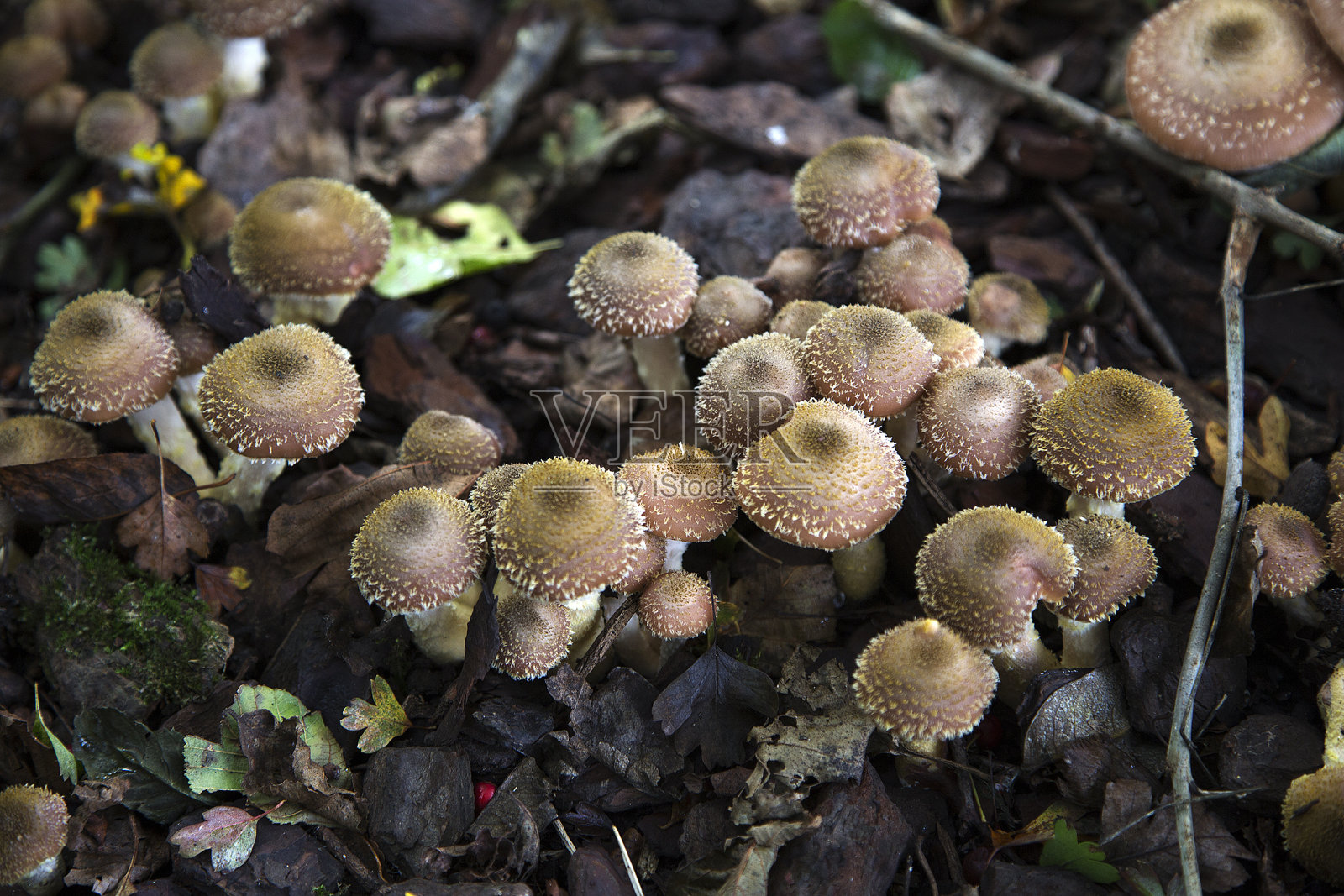 亲爱的蘑菇照片摄影图片