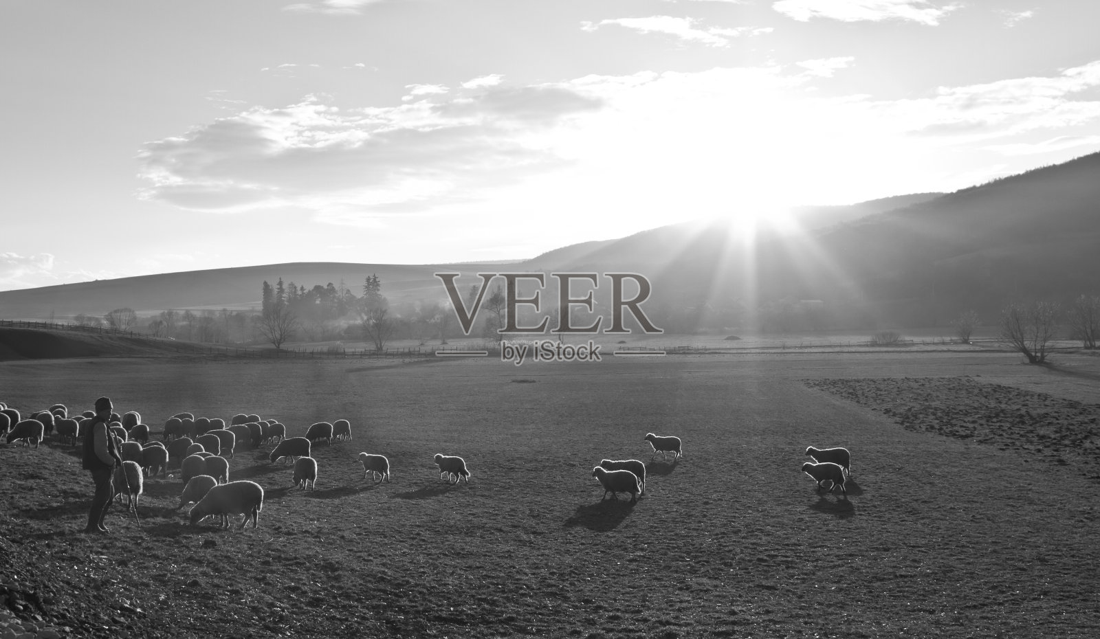 牧羊人和他的暴徒照片摄影图片