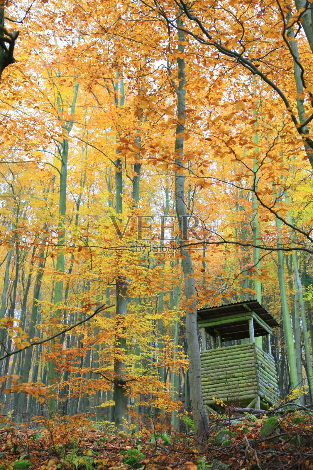 秋天照片摄影图片