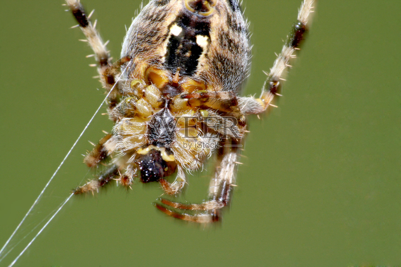 一个蜘蛛照片摄影图片