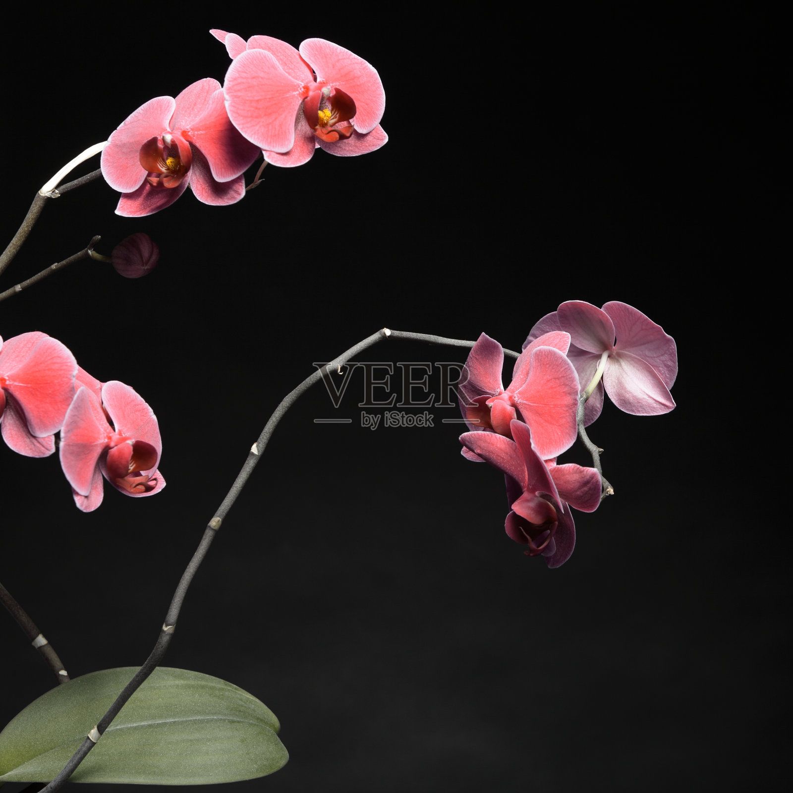 蝴蝶兰属。紫色兰花在黑色的背景照片摄影图片