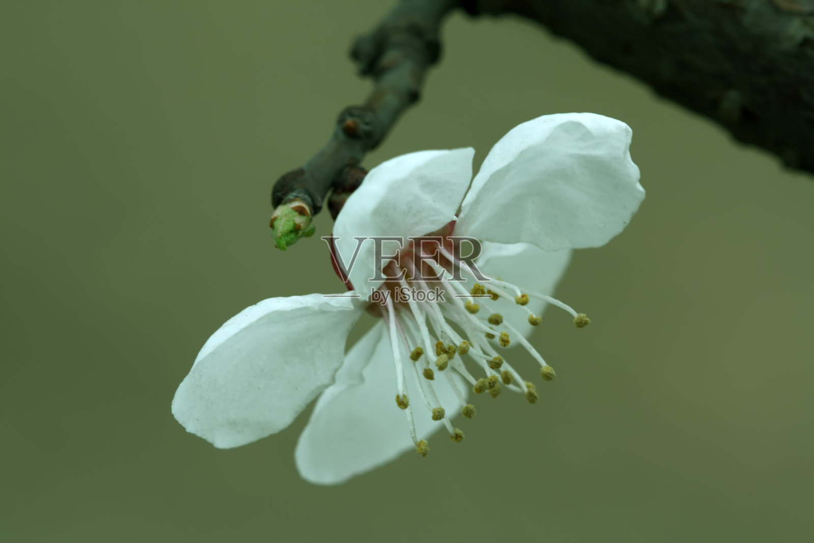 桃子照片摄影图片