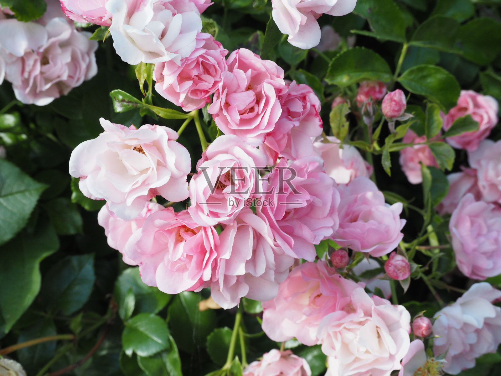 花,树,开花,春天,埃夫勒,上诺曼底,诺曼底,照片摄影图片