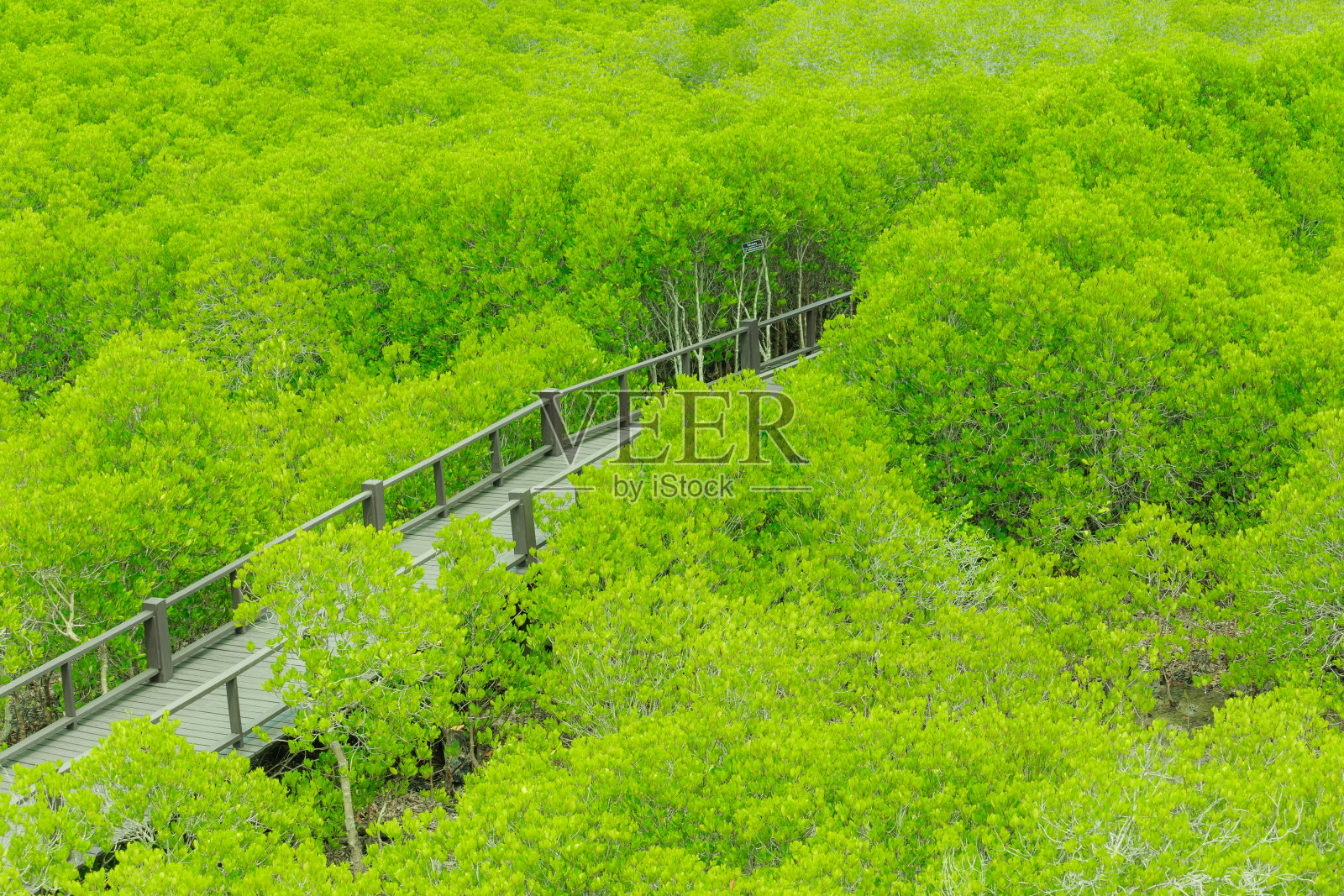 红树林人行道照片摄影图片