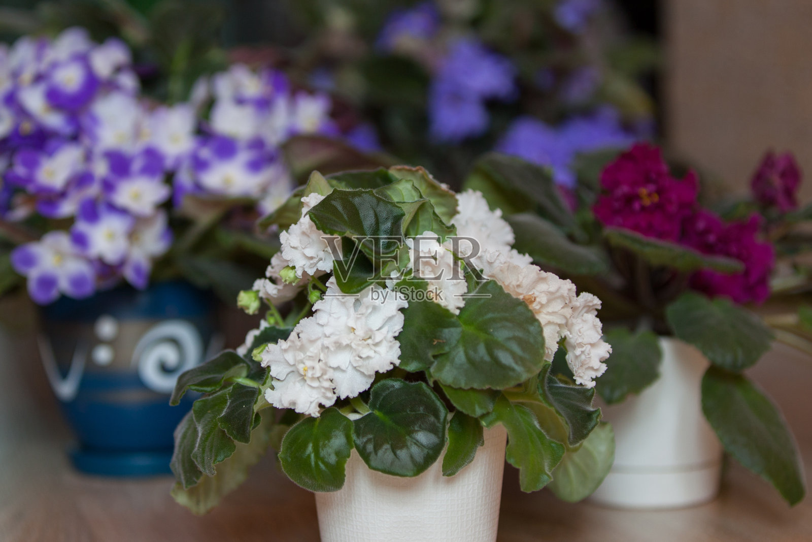 紫罗兰色的照片摄影图片