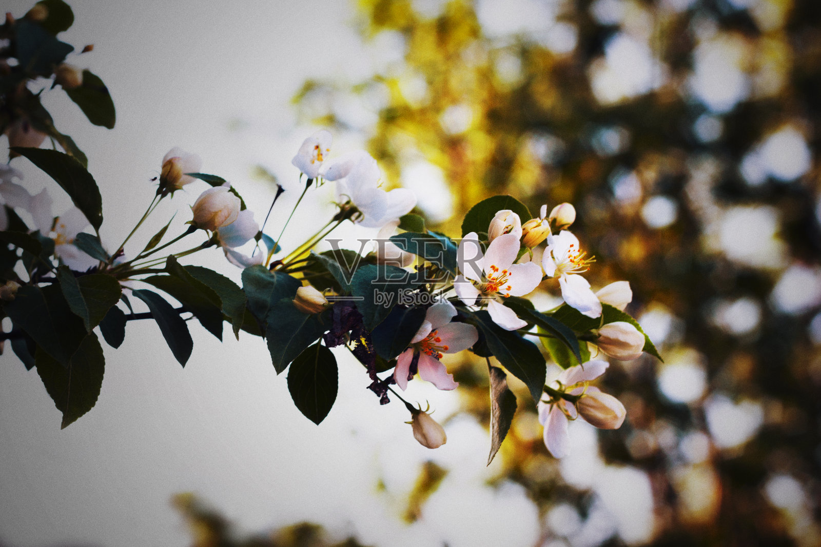 一棵苹果树的秋天的花照片摄影图片
