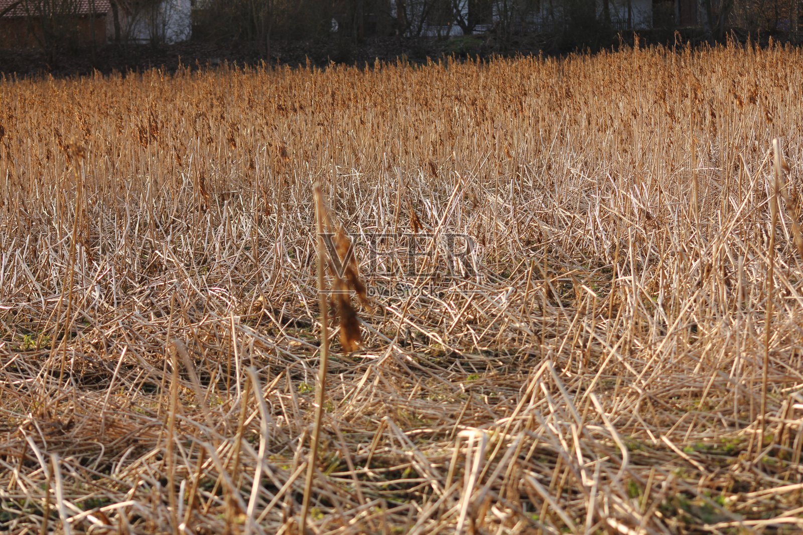 和部分有斑点的绿色部分照片摄影图片