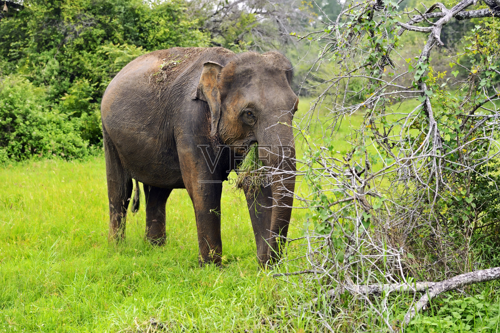 大象照片摄影图片