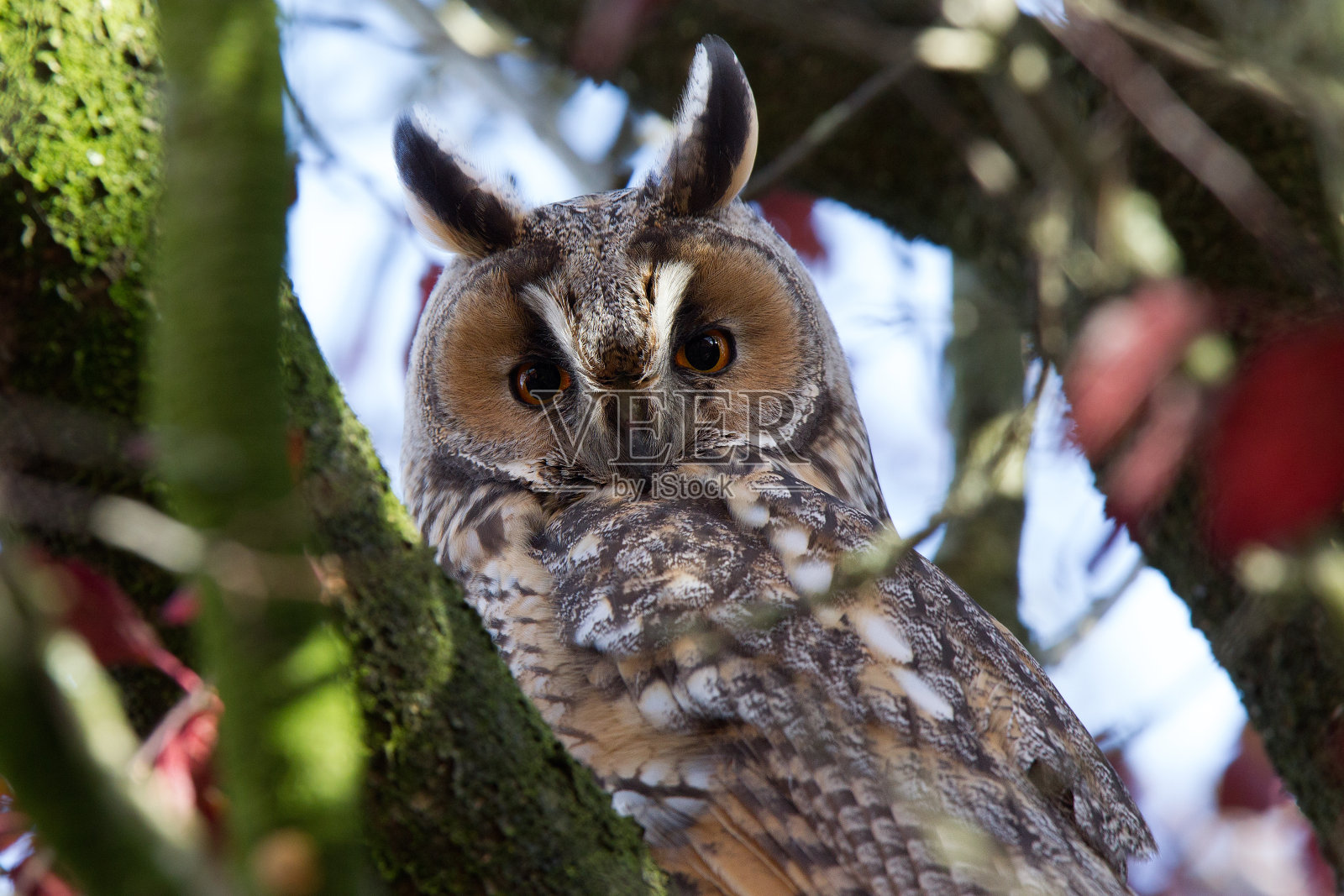 长耳猫头鹰正盯着摄像机照片摄影图片