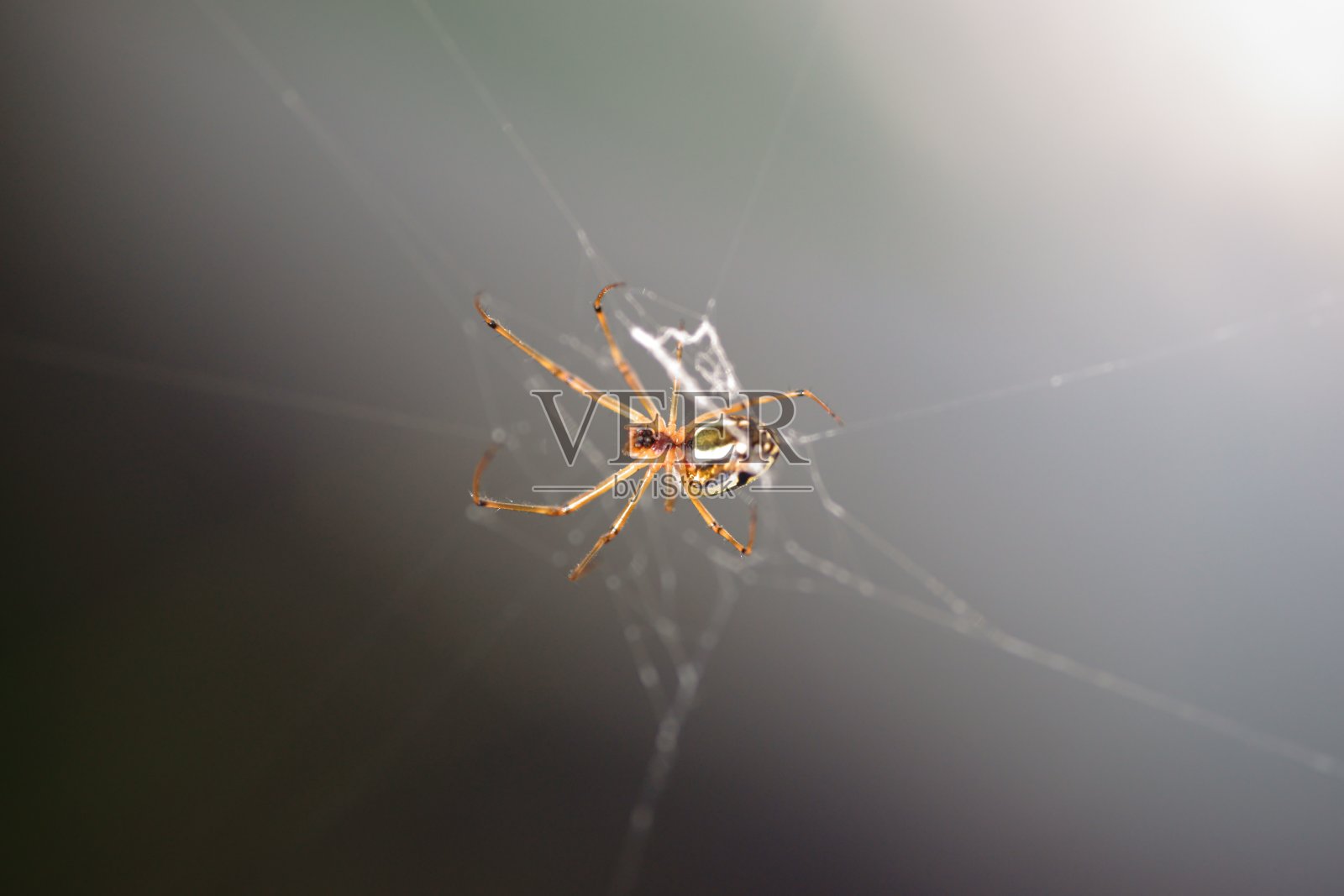 露珠蜘蛛照片摄影图片
