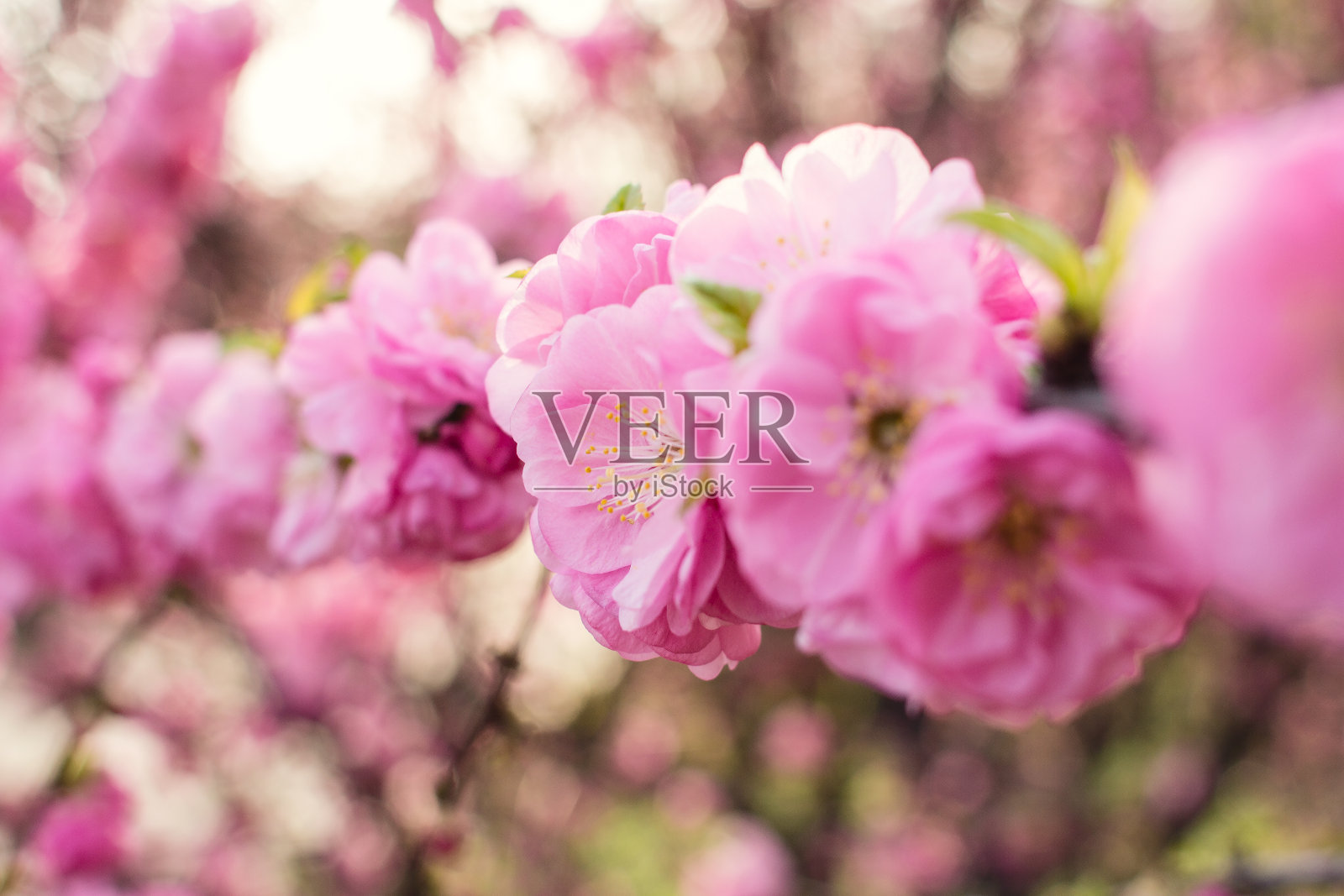 樱花照片摄影图片