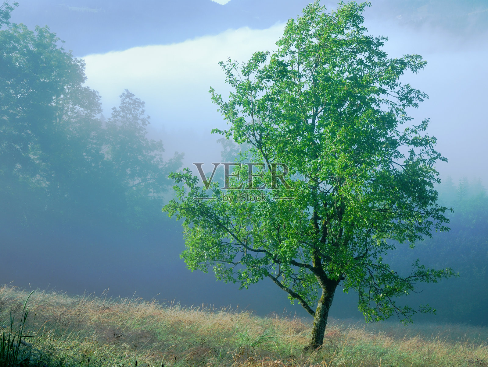 雾中的树照片摄影图片