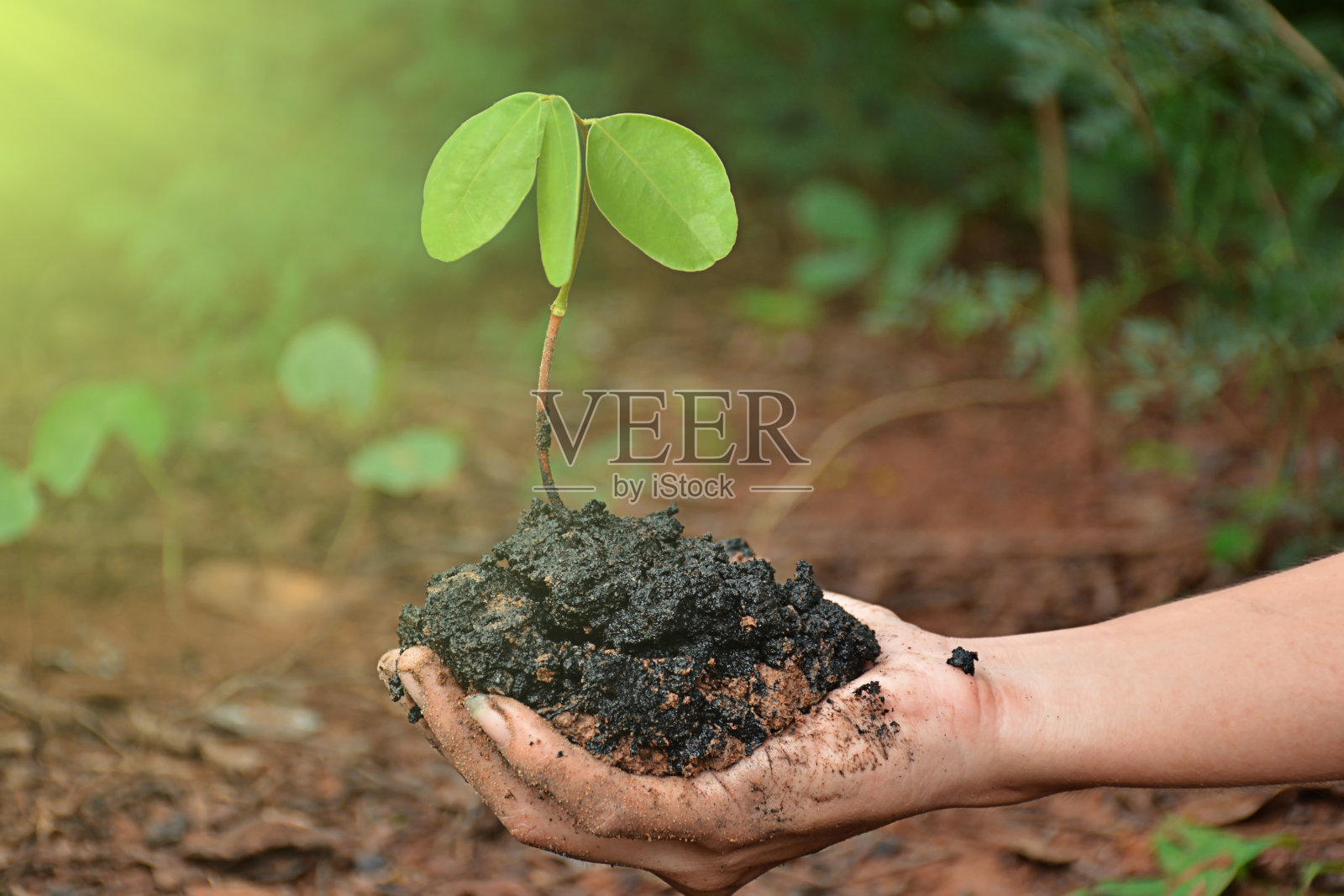 手中的植物在自然的背景上照片摄影图片