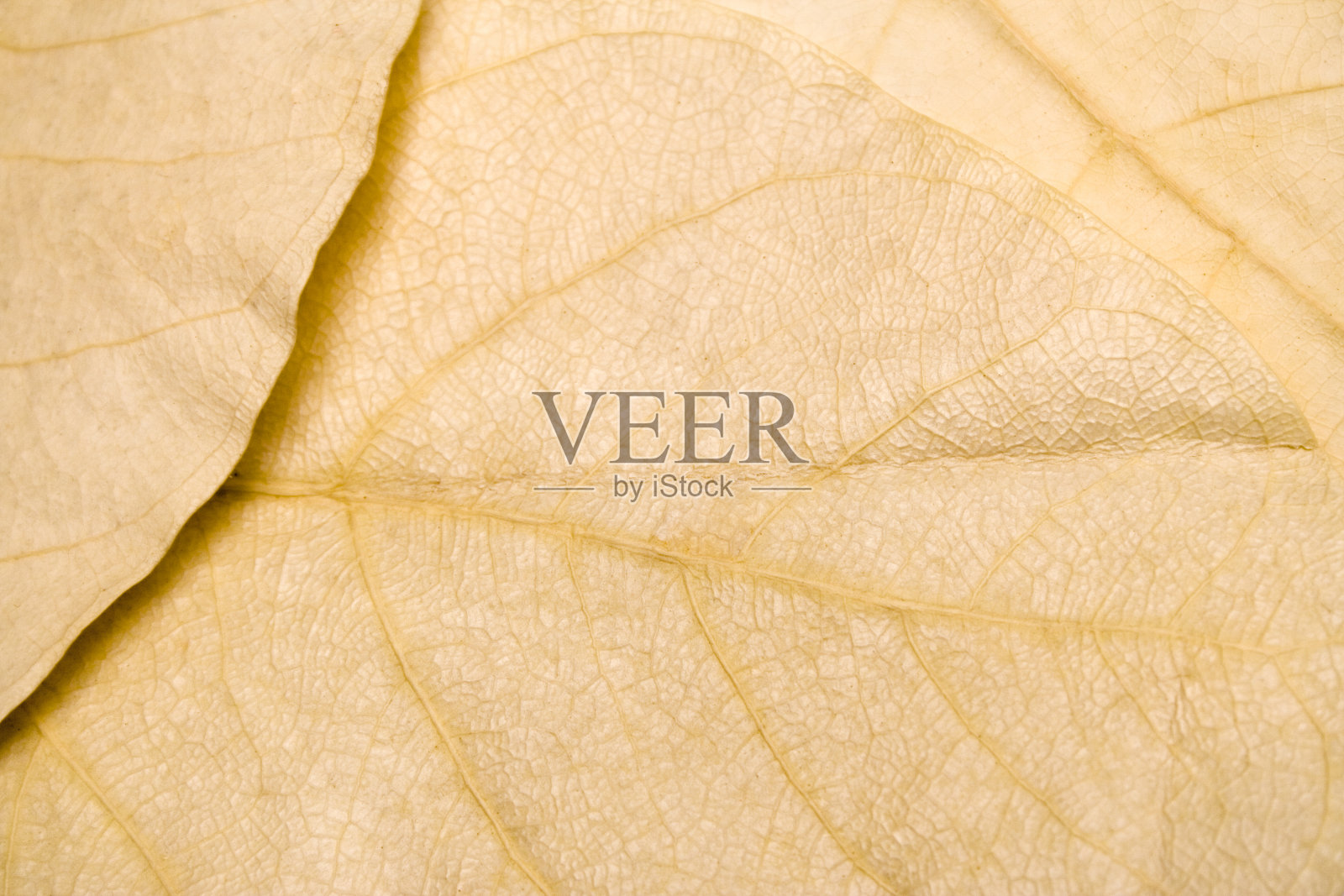 近距离观察干棕色叶子的纹理照片摄影图片