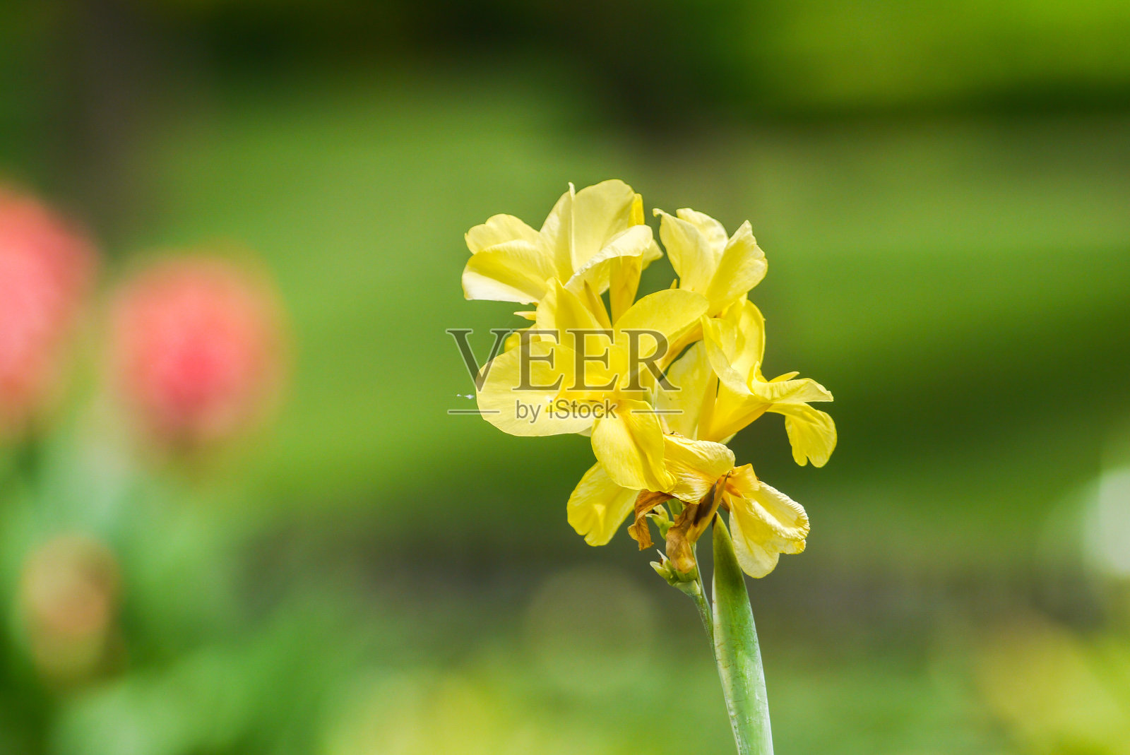 卡纳斯百合照片摄影图片