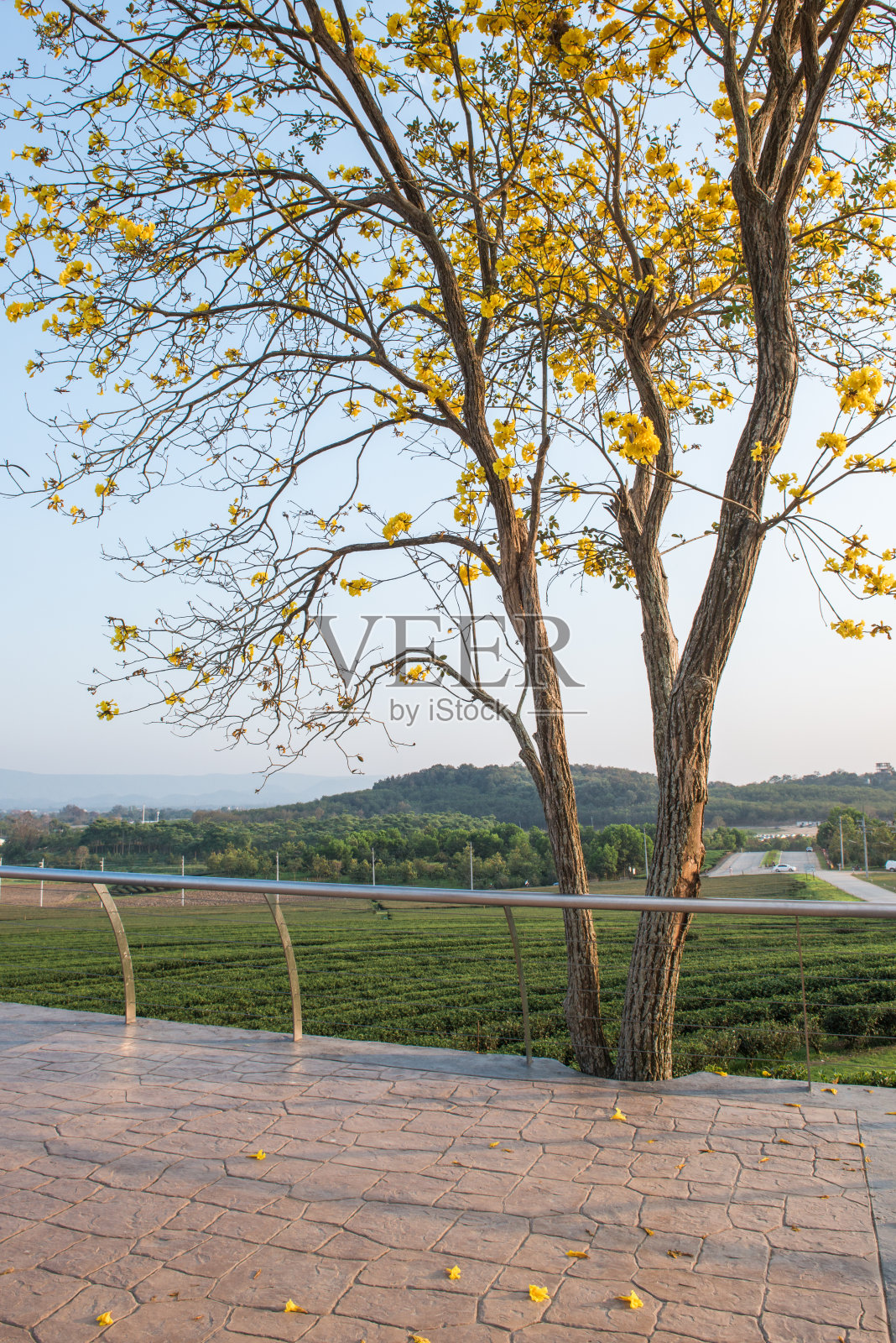 平房花,紫草,与蓝天照片摄影图片