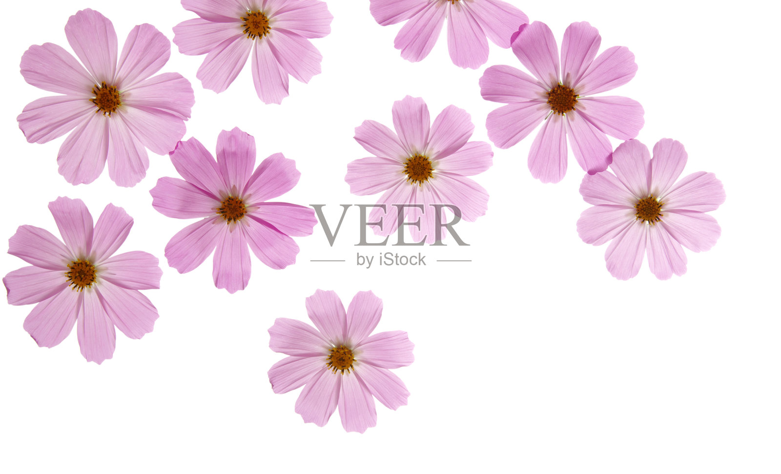 花照片摄影图片