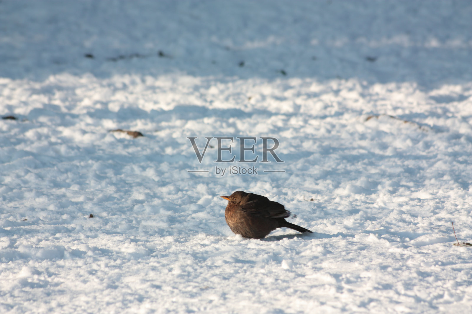 雌性黑鸟照片摄影图片