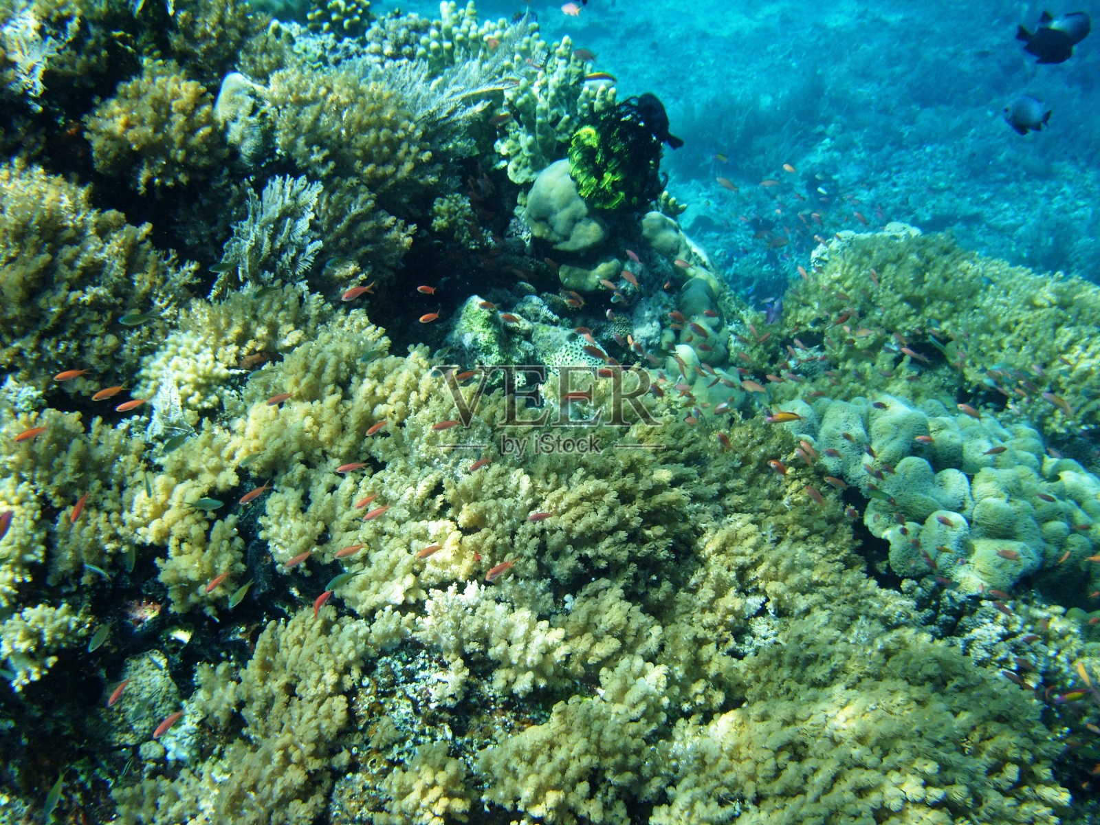 学校的鱼照片摄影图片