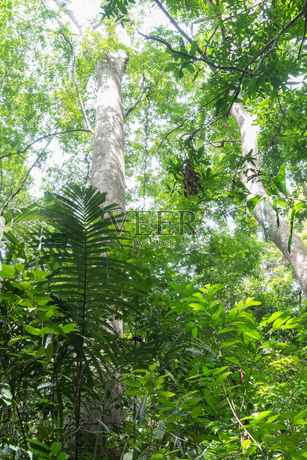 森林照片摄影图片