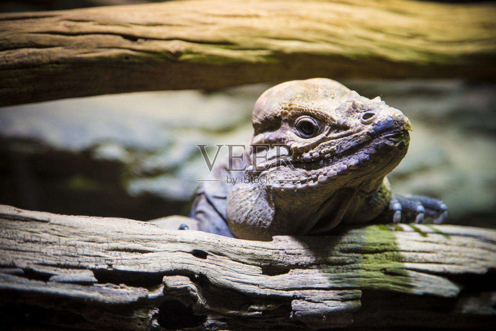 鬣蜥。照片摄影图片