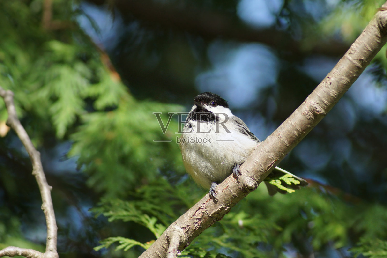 黑顶山雀在树枝上照片摄影图片