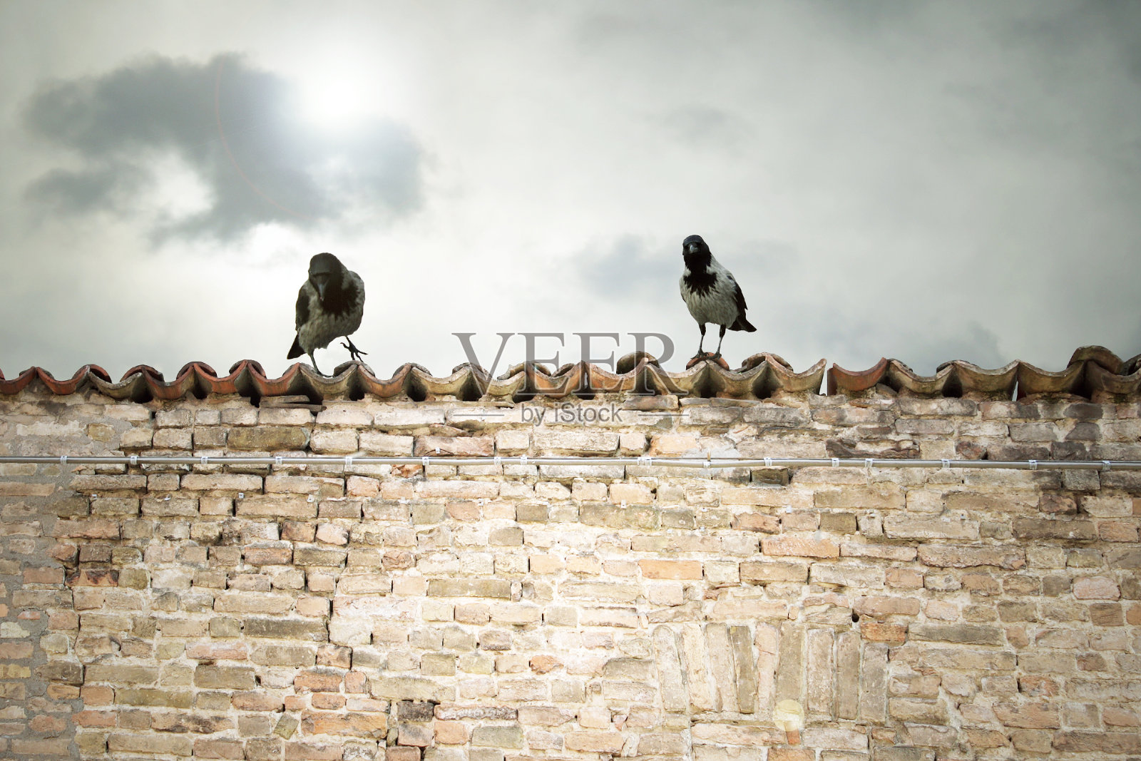 乌鸦在瓦片上照片摄影图片