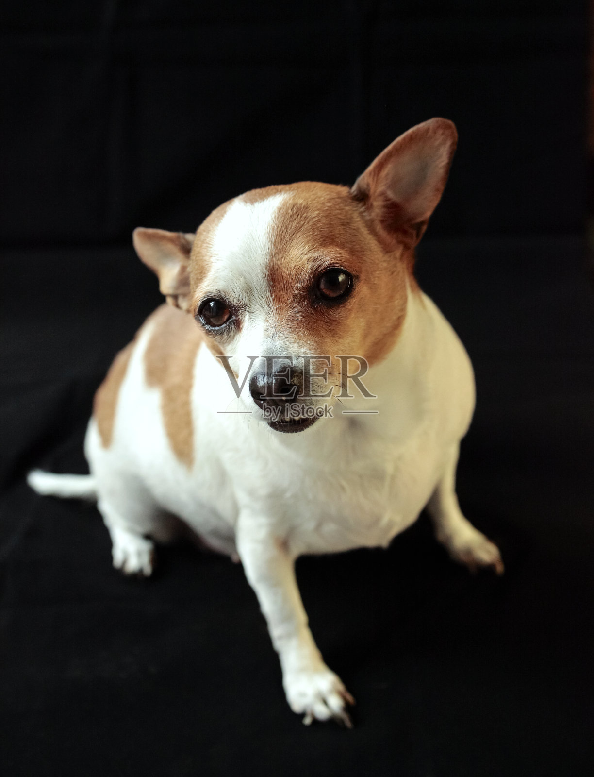 黑色背景上的吉娃娃照片摄影图片