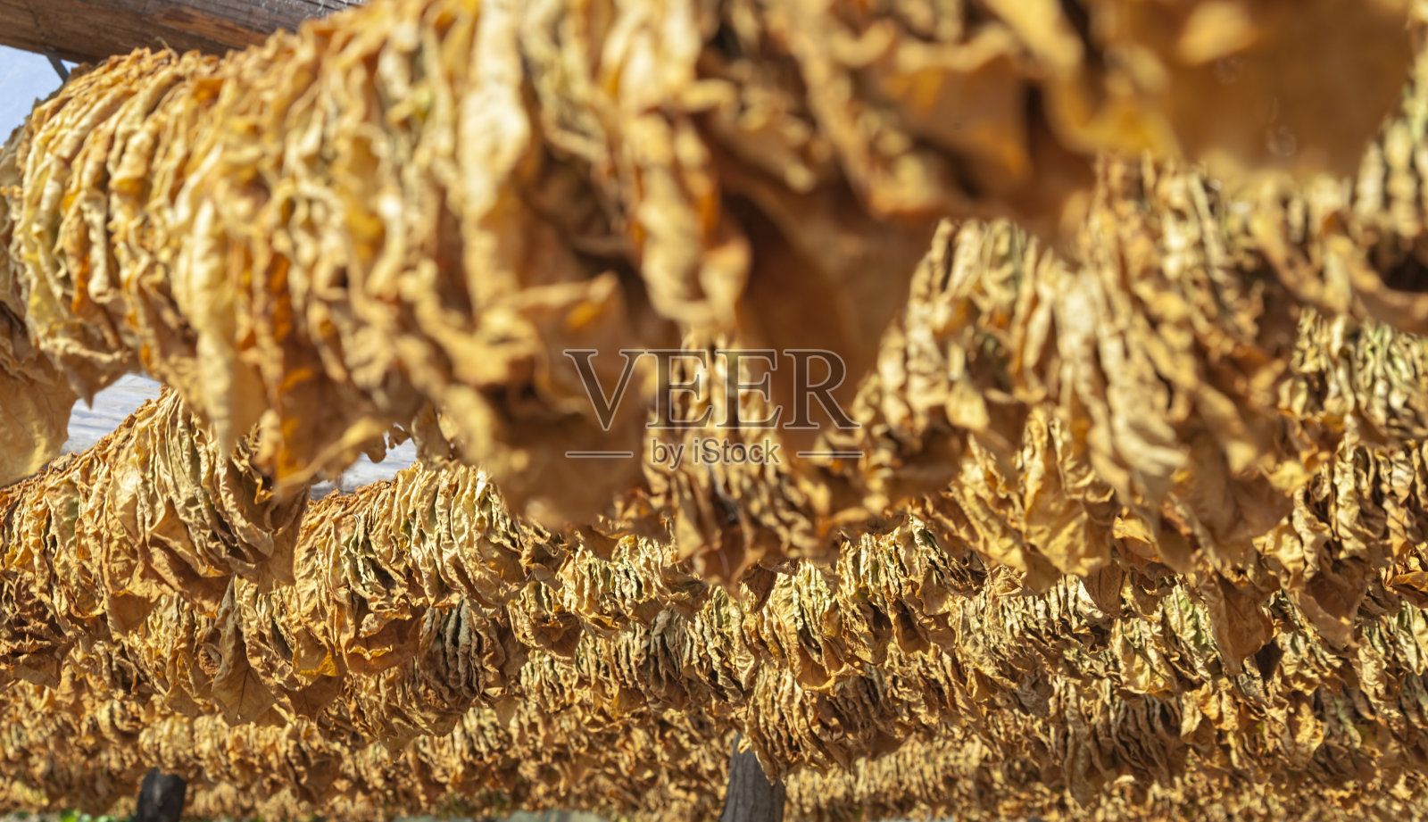 干烟叶照片摄影图片