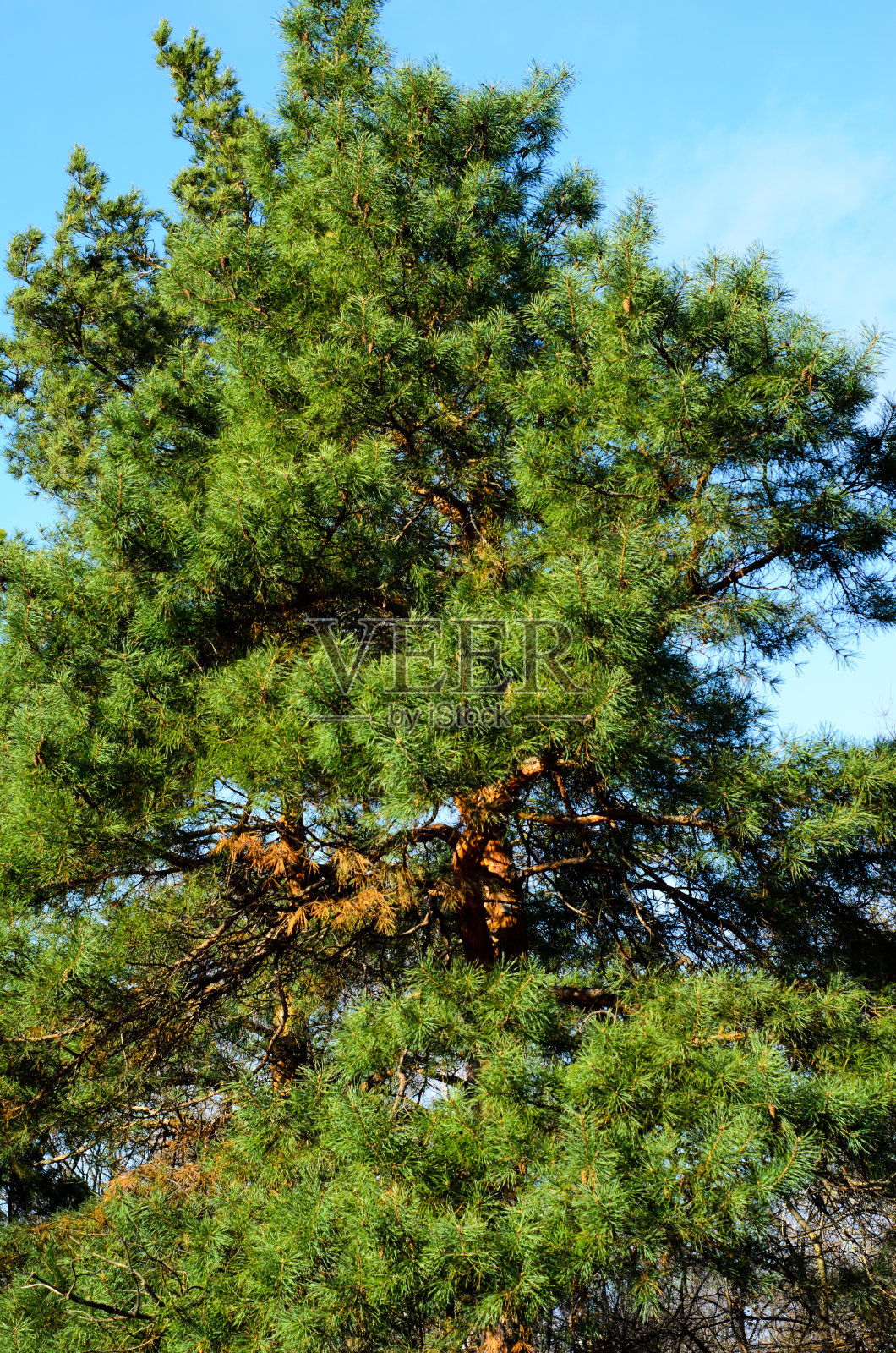 公园里的冷杉树照片摄影图片