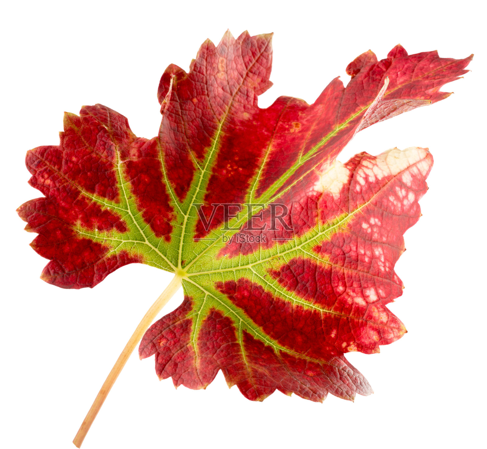 红色的葡萄叶子孤立在白色的背景上照片摄影图片