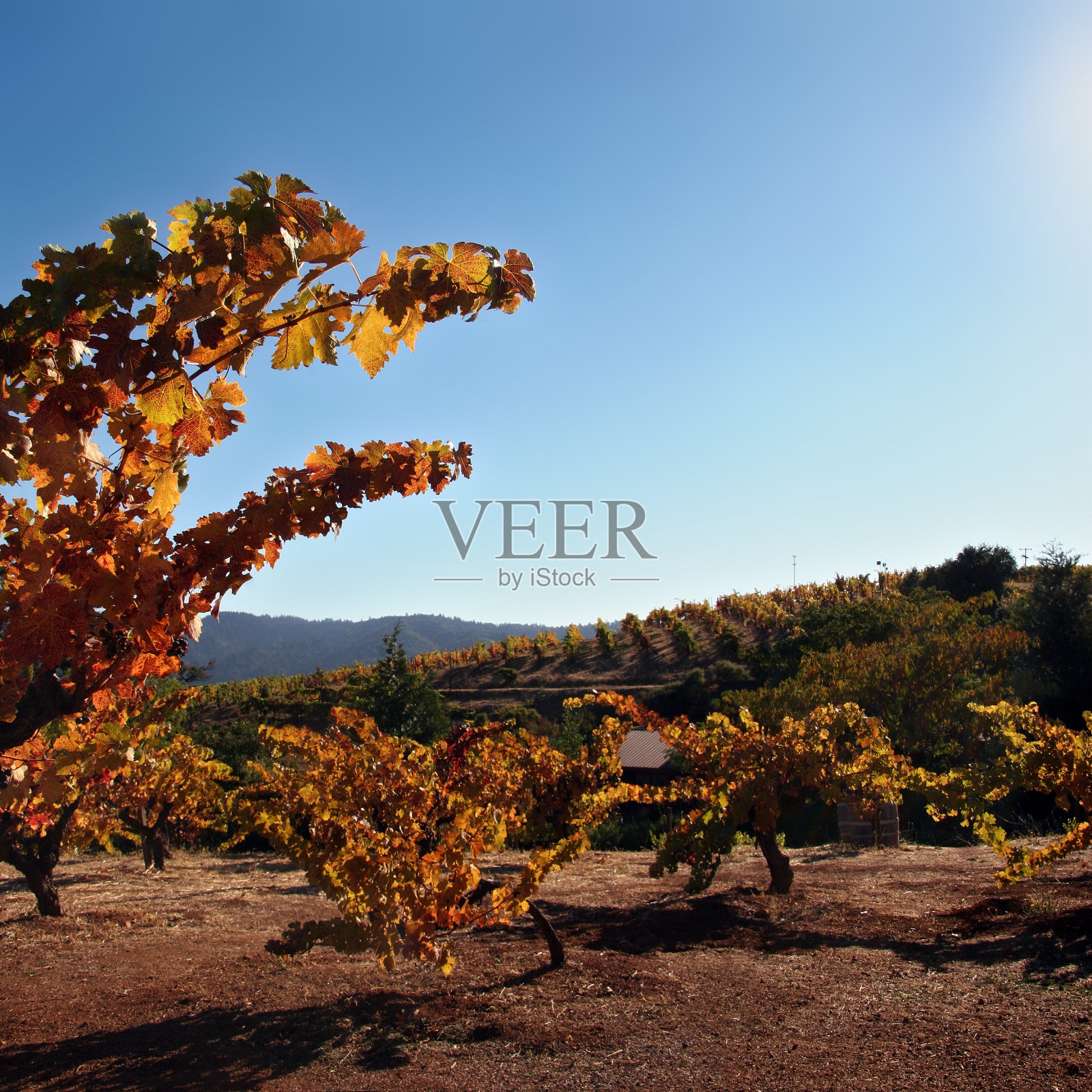秋天酒厂照片摄影图片