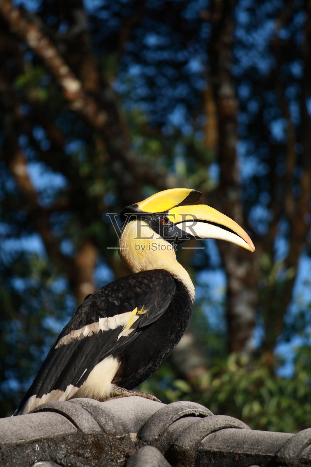 犀鸟和森林照片摄影图片