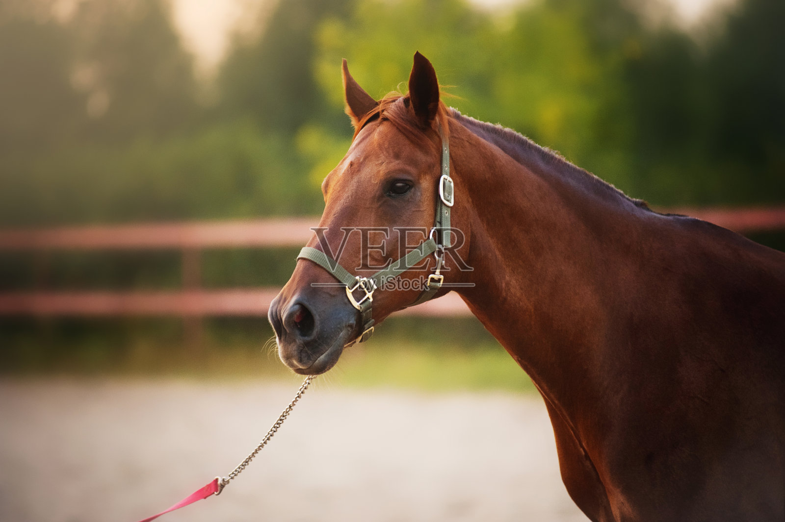 夏天的马画像照片摄影图片
