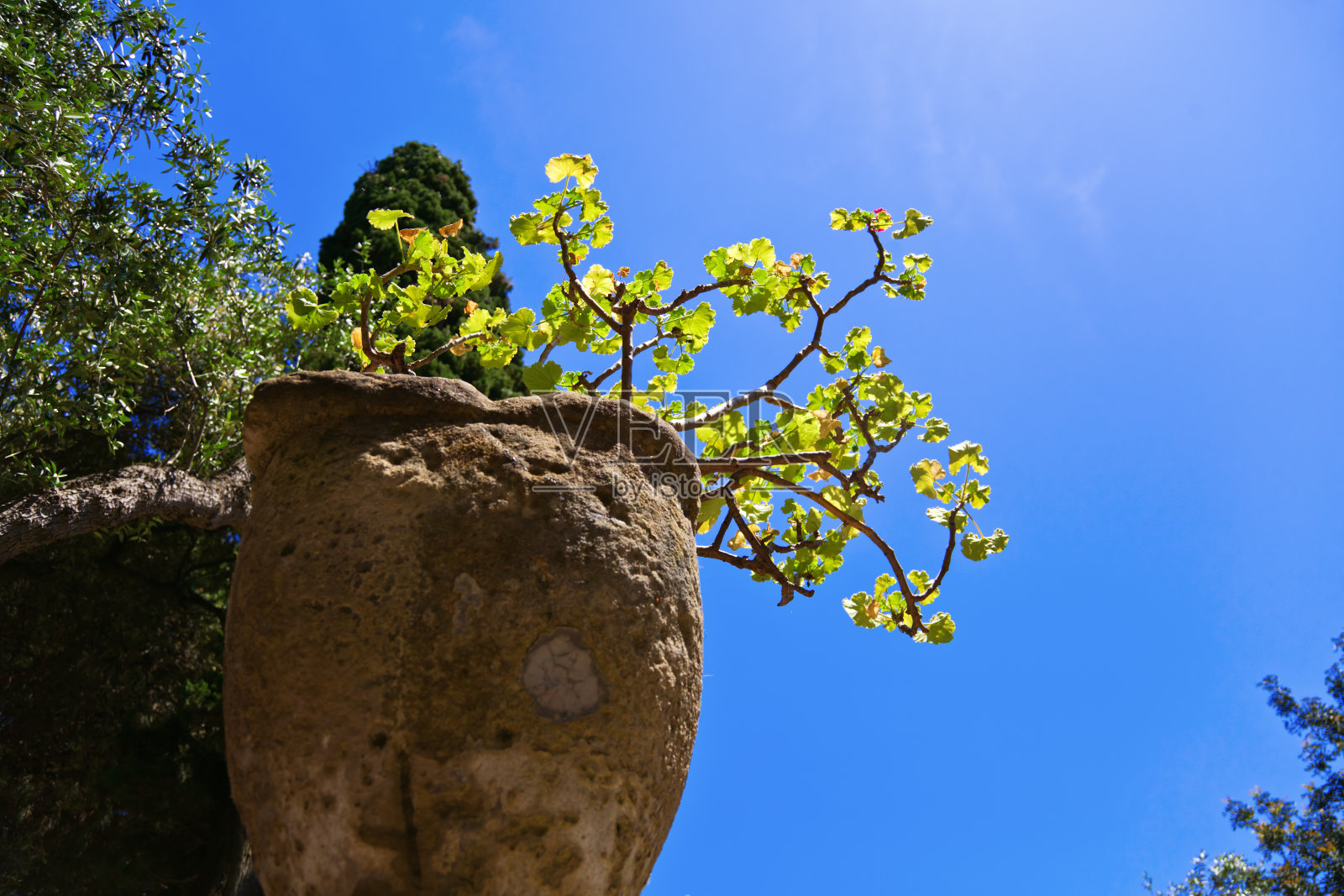 古董花盆中的天竺葵花照片摄影图片