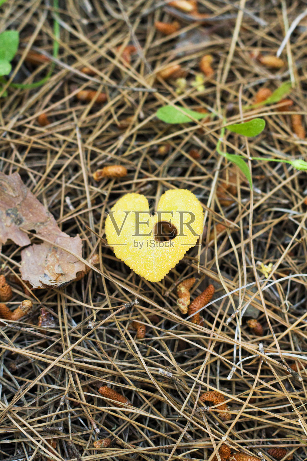 地面上的落叶照片摄影图片