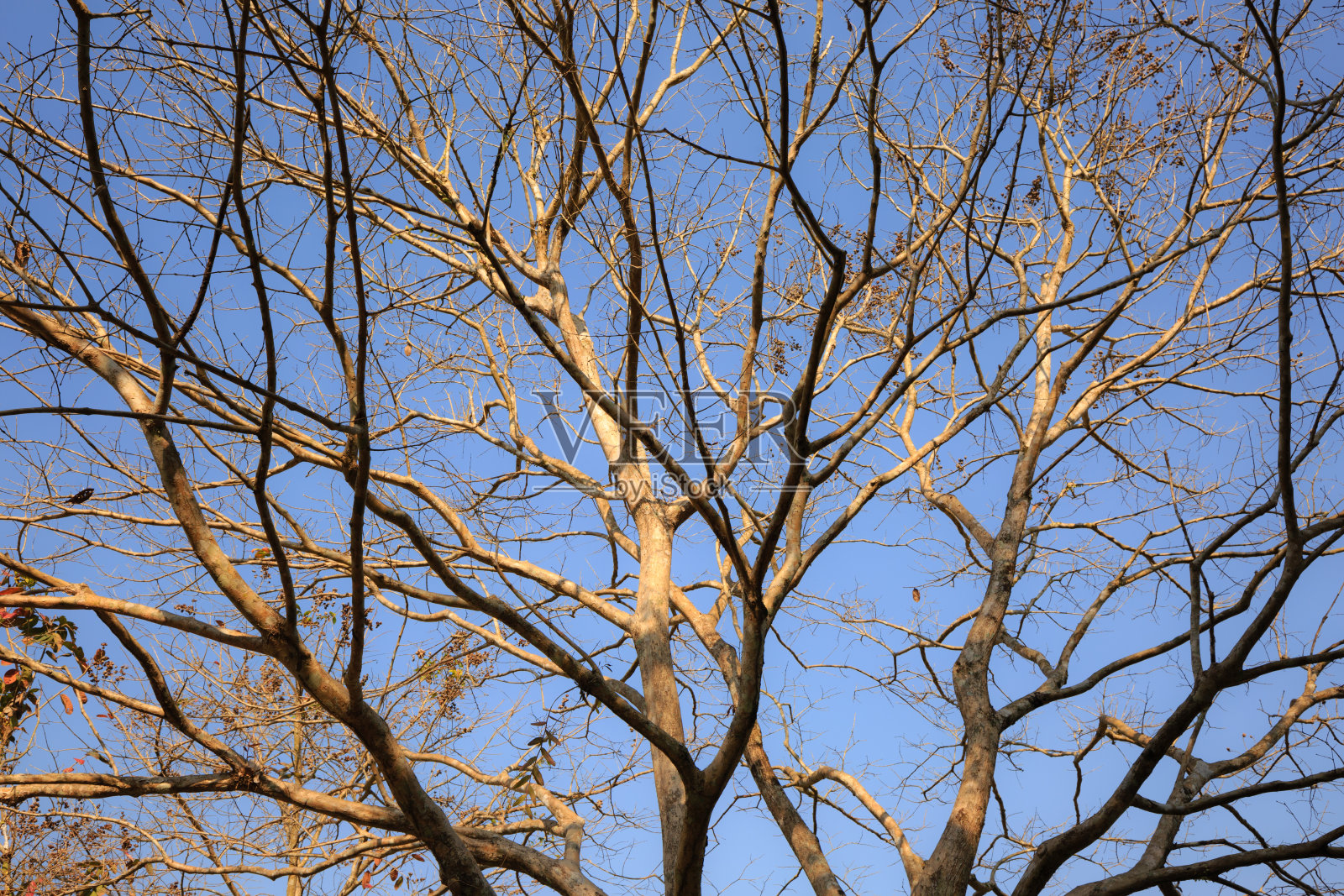 蓝天上干燥的落叶树照片摄影图片