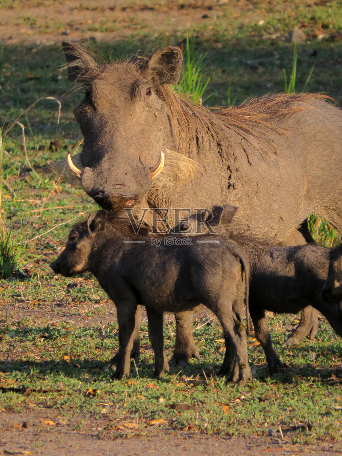 疣猪和婴儿照片摄影图片