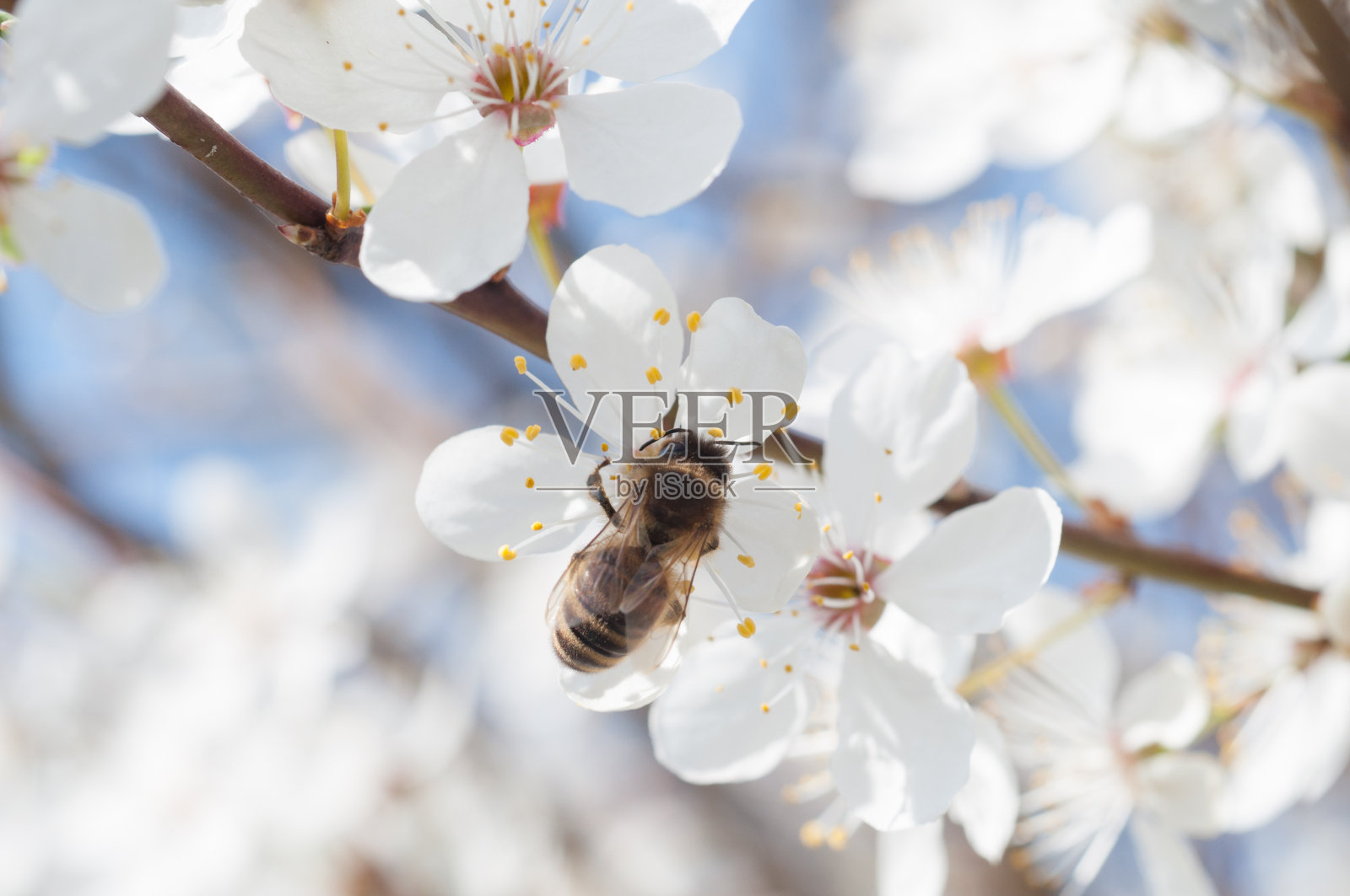 蜜蜂在给花授粉。照片摄影图片