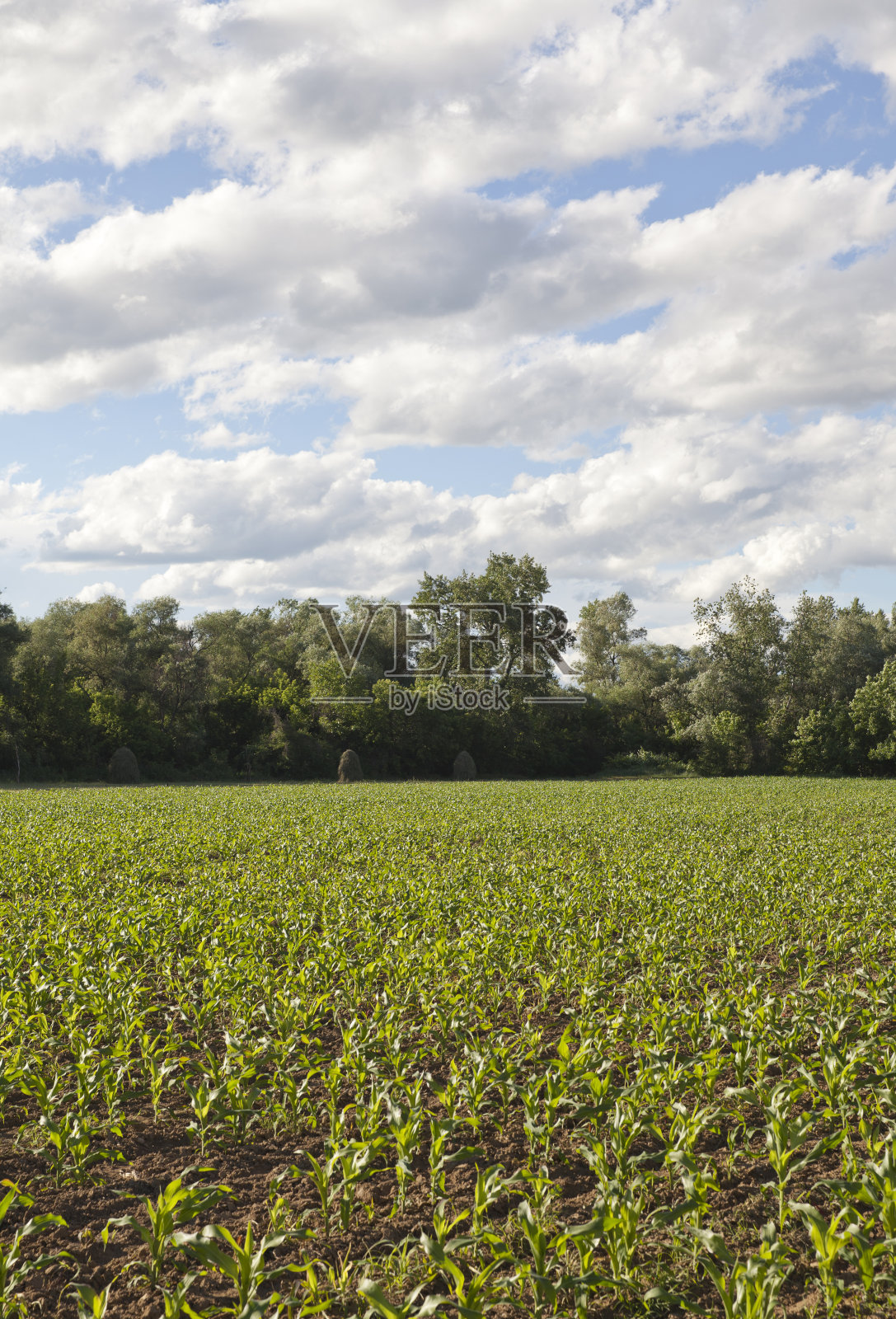 玉米田照片摄影图片