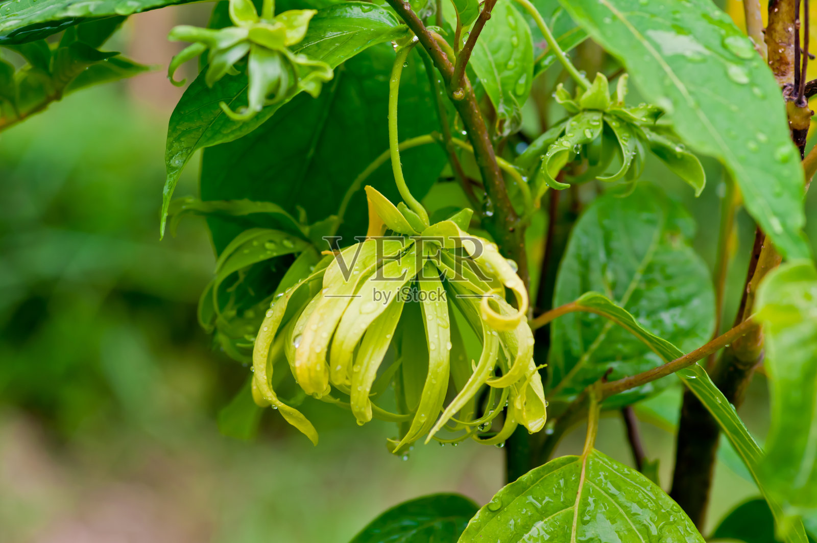 依兰花照片摄影图片