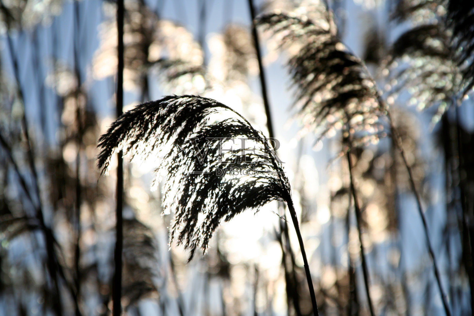 日出和高草照片摄影图片
