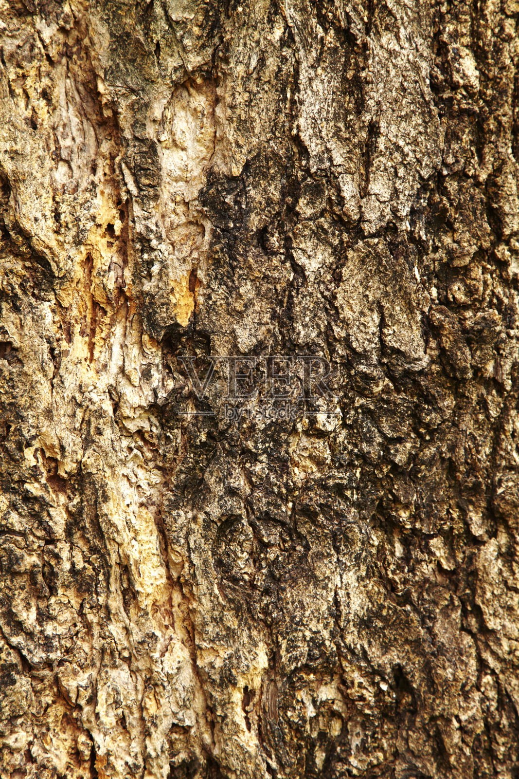 树面背景照片摄影图片