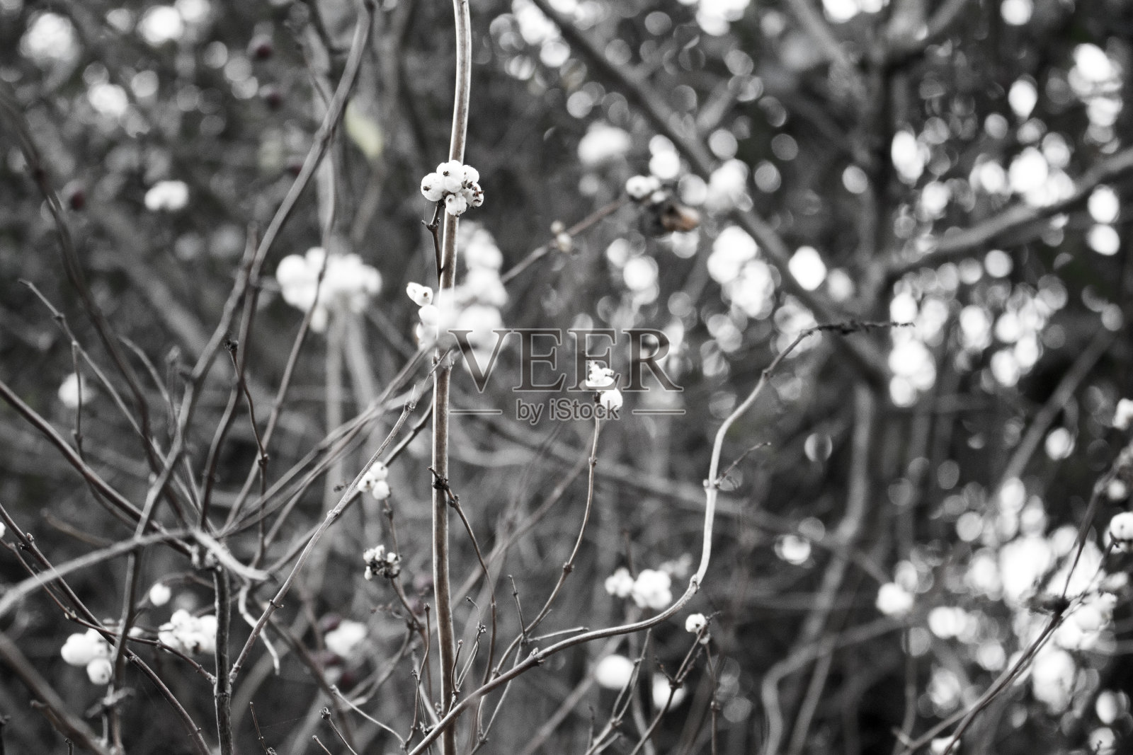 冬天的浆果照片摄影图片