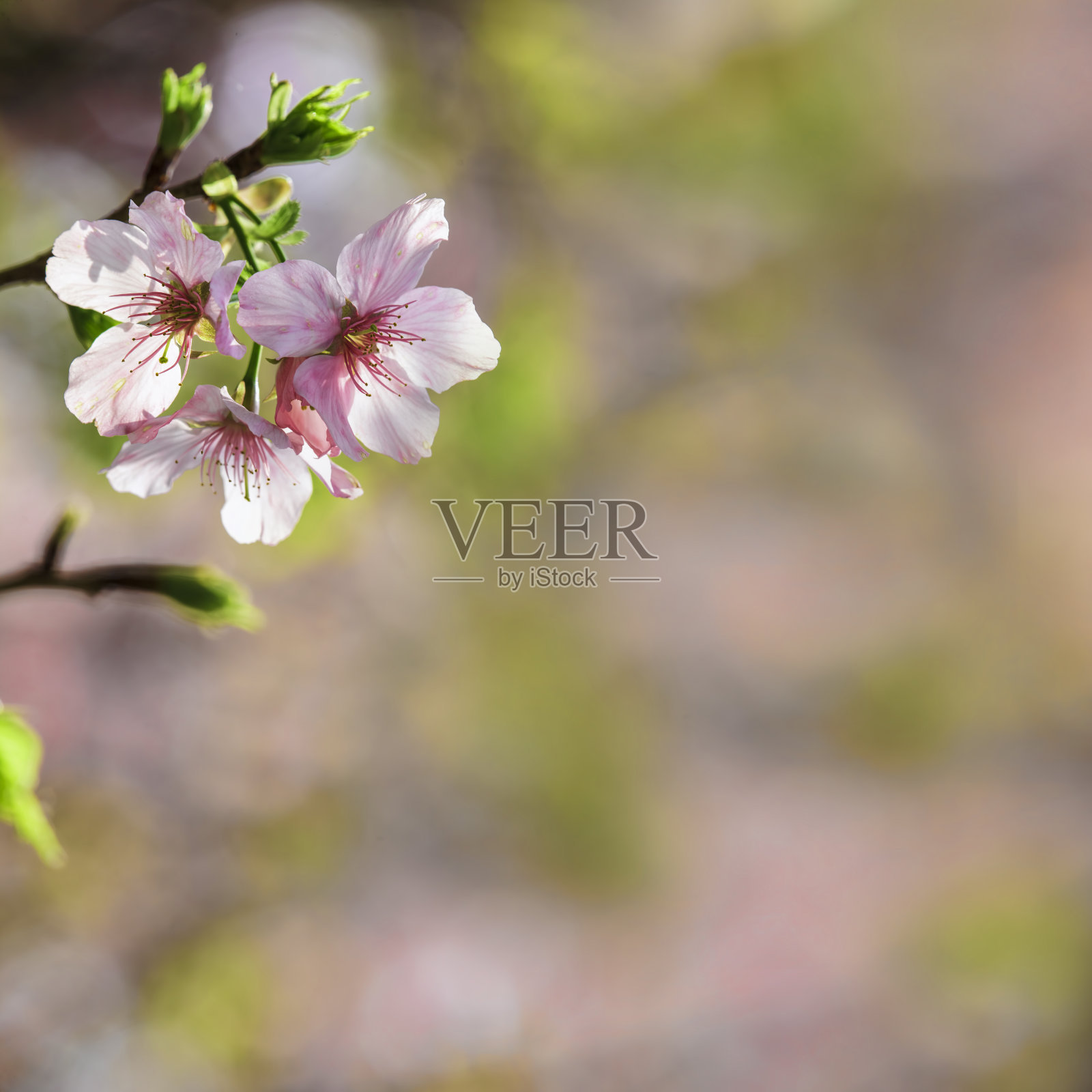 樱花、寺庙、蓝天照片摄影图片